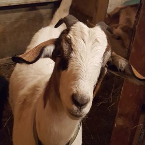 Meet your Posher, Diana